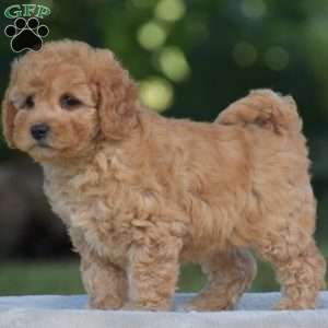 Venus, Cavapoo Puppy